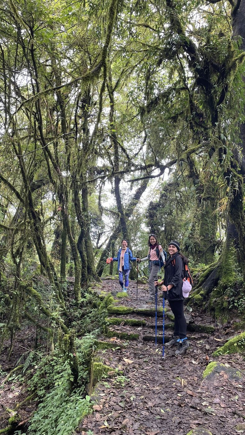 Trekkers walking down a path under old trees covered in moss