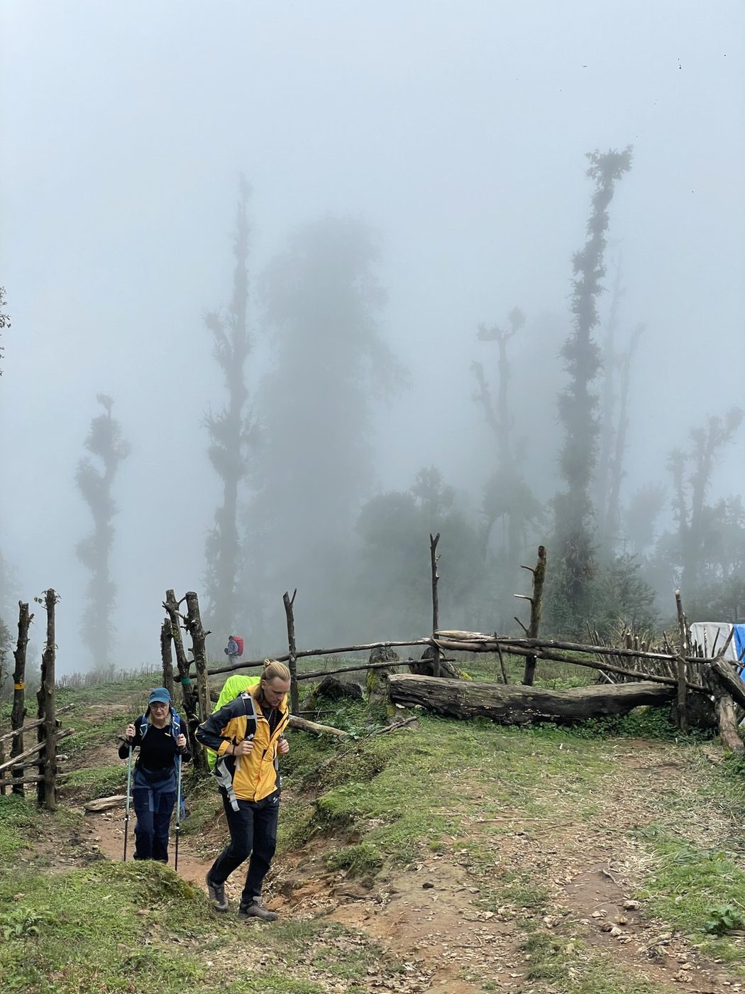 Trekkers coming up a grassy path through thick mist and tall bare trees