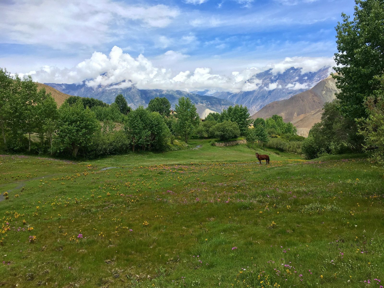 A green meadow with wildflowers and a horse, with cloud-covered mountains behind